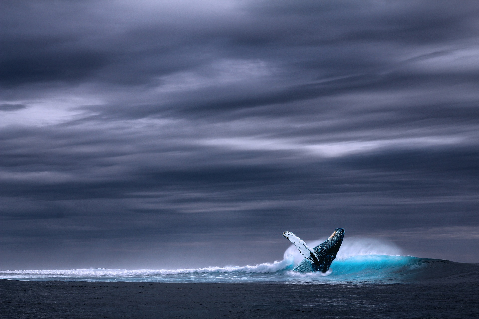 Portada Moby Dick